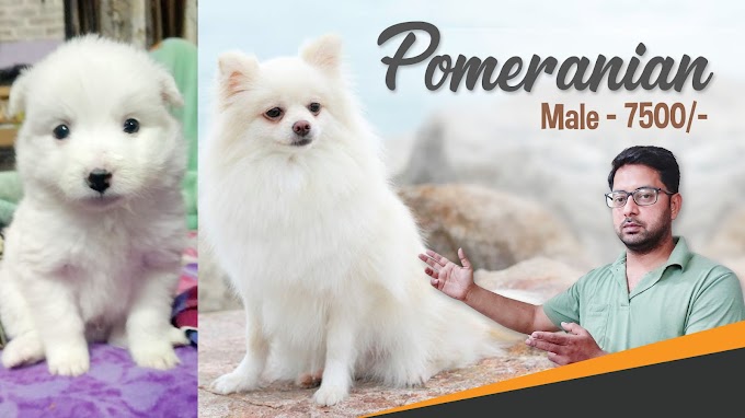 White Pomeranian Dog in Jalandhar | Snow White Pomeranian Dog in Punjab
