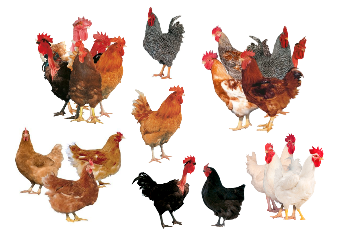 Manna Farms What Really is SASSO? Kabir? Hubbard?