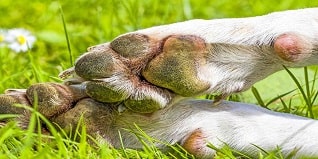 hiperqueratosis canina