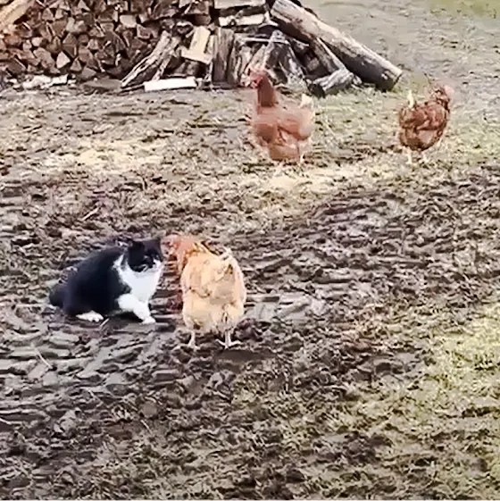Chicken defends a fellow chicken against a farm cat attack
