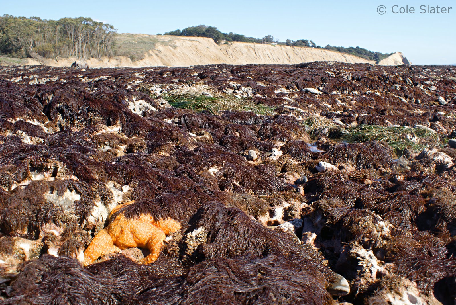 Cole's Trail Tales Bolinas Agate Beach & Duxbury Reef Tide Pools 2