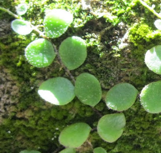 Manfaat dan Khasiat Tanaman Paku Sisik Naga  Manfaat dan Khasiat Tanaman Paku Sisik Naga (Drymoglossum Piloselloides L. Presl.)