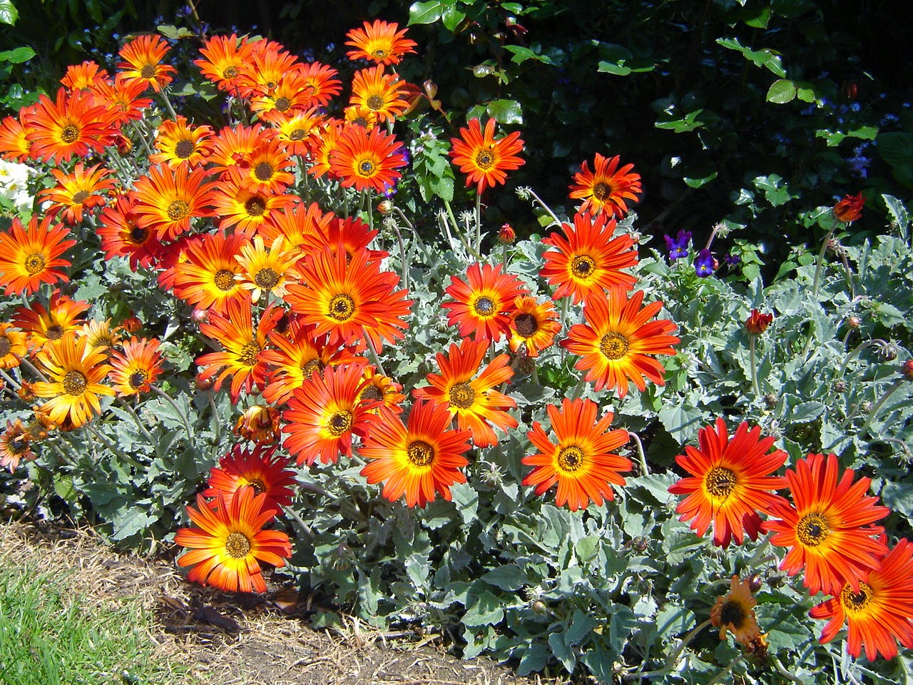 38. Exile in New Zealand Names of common flowers