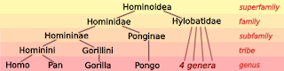 Hominoidea'deki taksonomik ilişkiler. Homo insan türlerini, Pan şempanze türlerini, Gorilla goril türlerini, Pongo orangutan türlerini, Hylobatidae ise gibon türlerini kapsar.