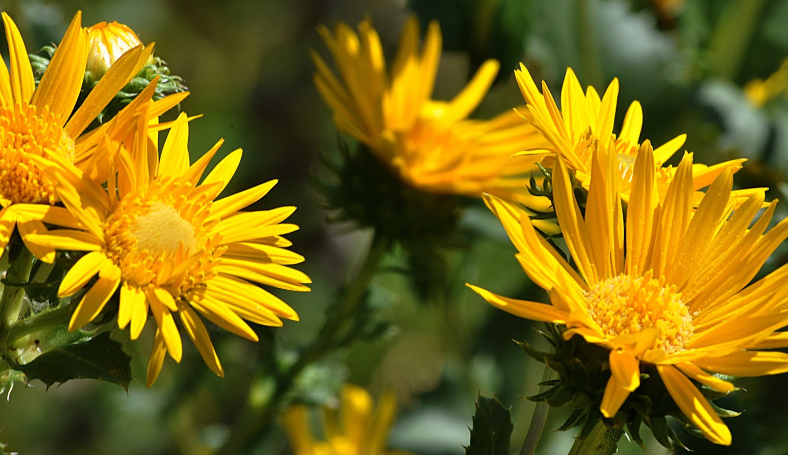 kansas wildflowers Curlycup Gumweed