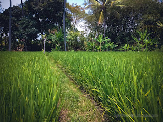Natural Beauty Countryside Rice Fields On A Sunny Day In In The Dry Season At Ringdikit Village North Bali Indonesia