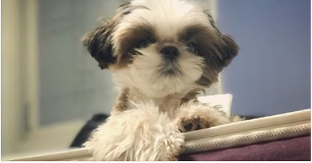 5 maneiras fáceis de mostrar o seu shih tzu que você o Ama!