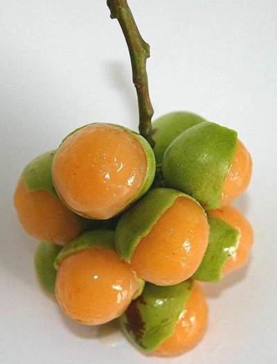 PARA QUE TODOS LO SEPAN. LA QUENEPA. LIMONSILLO COMO TODOS LES DECIMOS