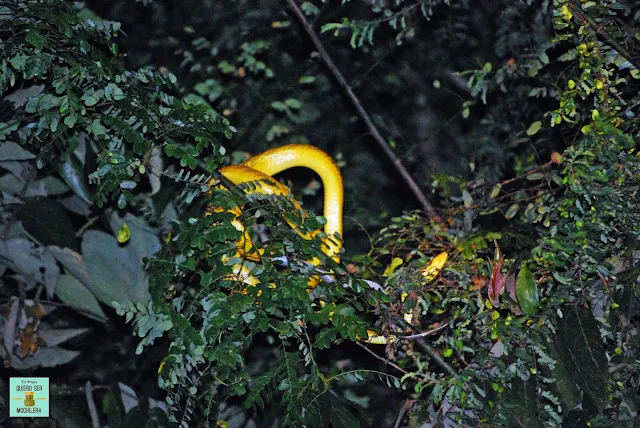Serpiente en el río Kinabatangan, Borneo (Malasia)