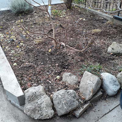 Little Portugal Toronto Fall Cleanup After by Paul Jung Gardening Services--a Small Toronto Gardening Company