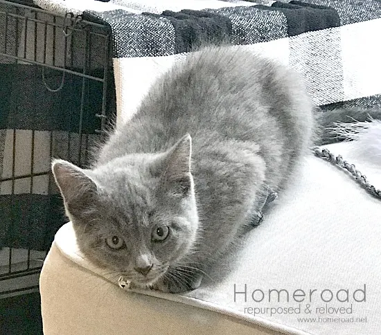 Grey kittens and DIY cat projects that match my neutral farmhouse home