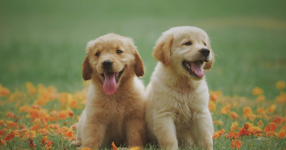 terrier representative species