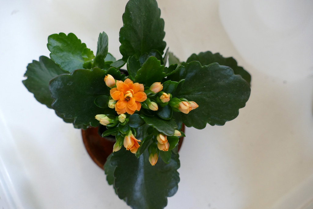 Kalanchoe blossfeldiana Flaming Katy plant care and Kalanchoe blossfeldiana Flaming Katy plant care and