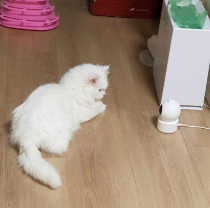 고양이를 감시하는 홈캠을 감시하는 고양이 - 짤티비