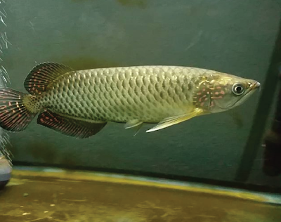 Jardini Arowana SI Ikan Naga Asli Papua