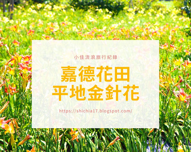 嘉德花田,花蓮,平地金針花,季節限定,花卉盛開,吉安鄉,免費旅遊景點,金針花,萱草,賞花,花海,打卡,拍照