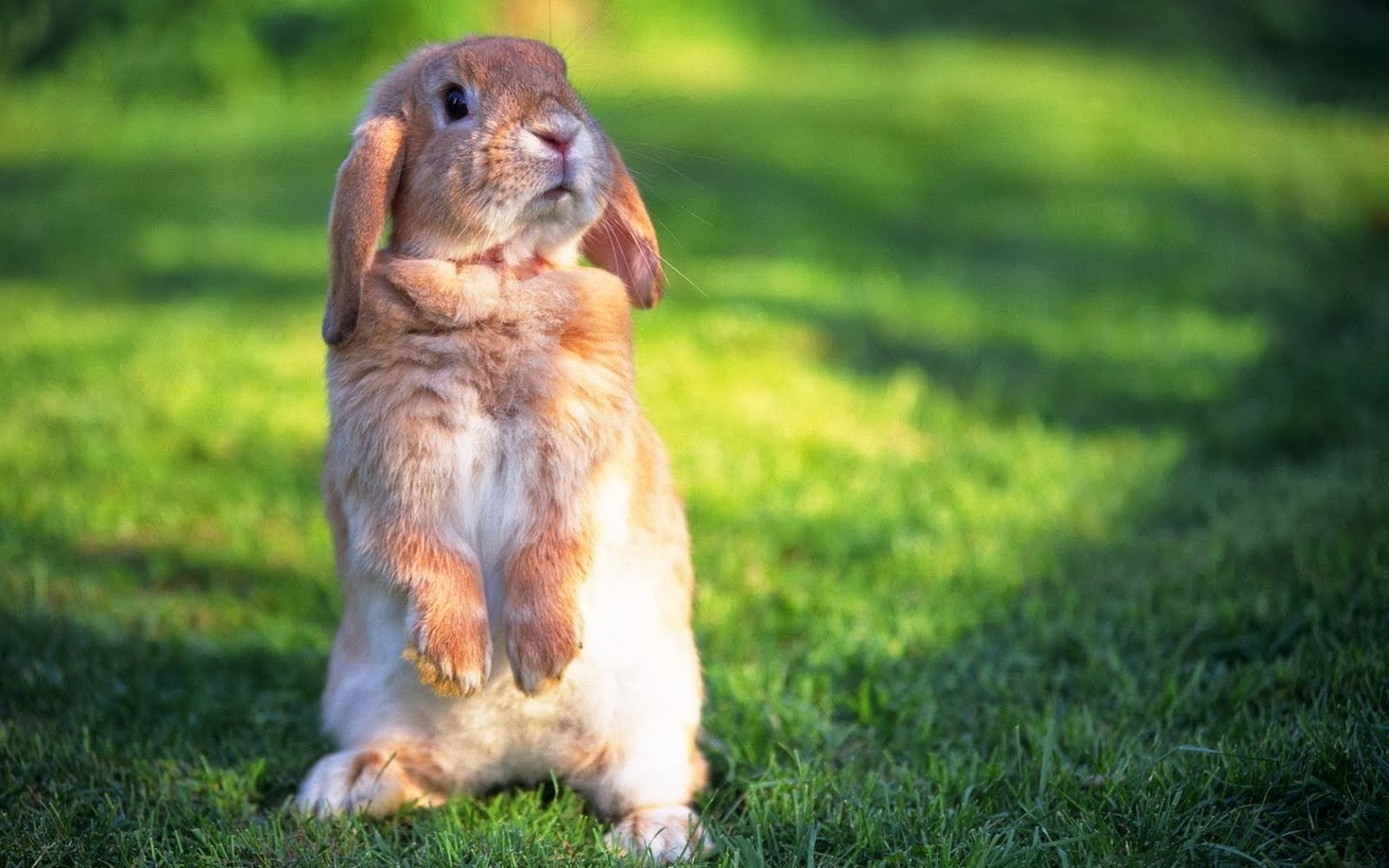 wallpapers For Desktop HD Rabbits wallpapers