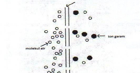 Berikut ini adalah gambar proses transpor pada membran. Apa yang dapat