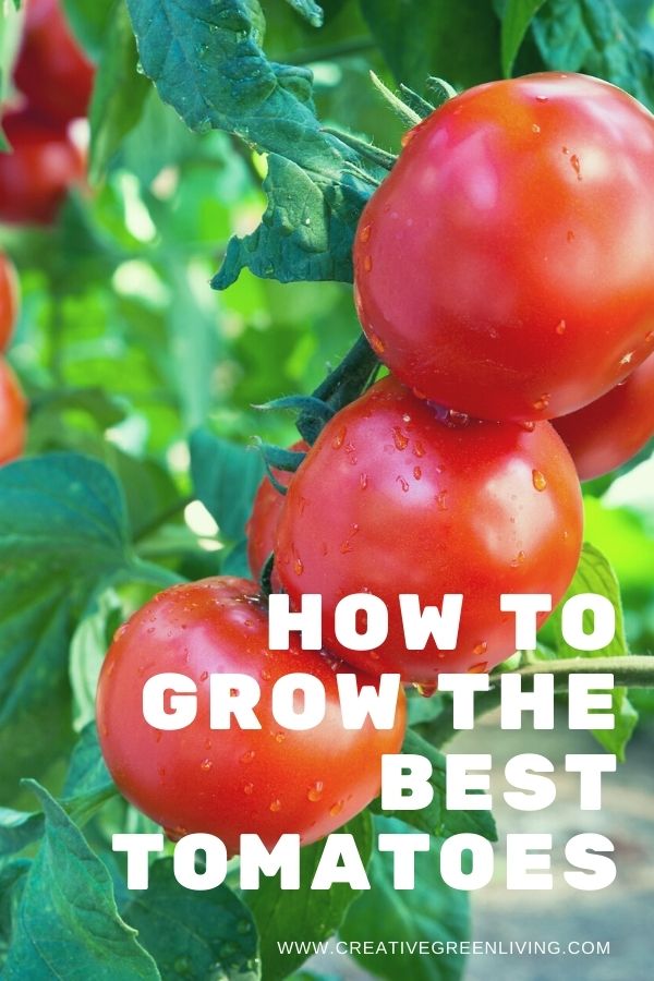 How to grow the best tomatos from Creative Green Living