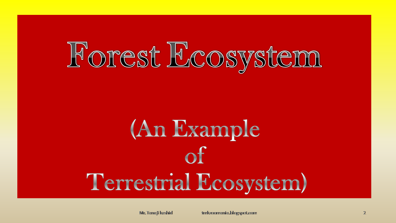 tmkzoomania Forest Ecosystem an example of terrestrial ecosystem