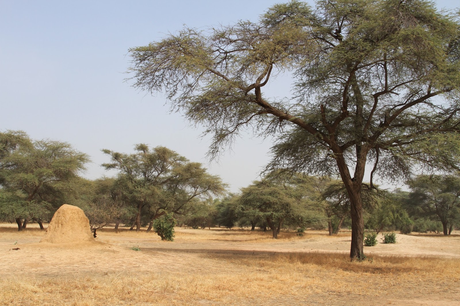 Galerie photos le Traquet de Seebohm, du Maroc au Sénégal