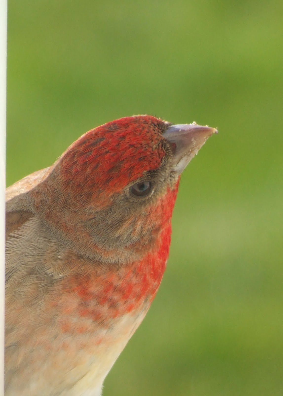 Fair Isle: Male Rosefinch & Red-Rumped Swallow - How close is too close?
