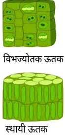 पादप ऊतक पादप ऊतक