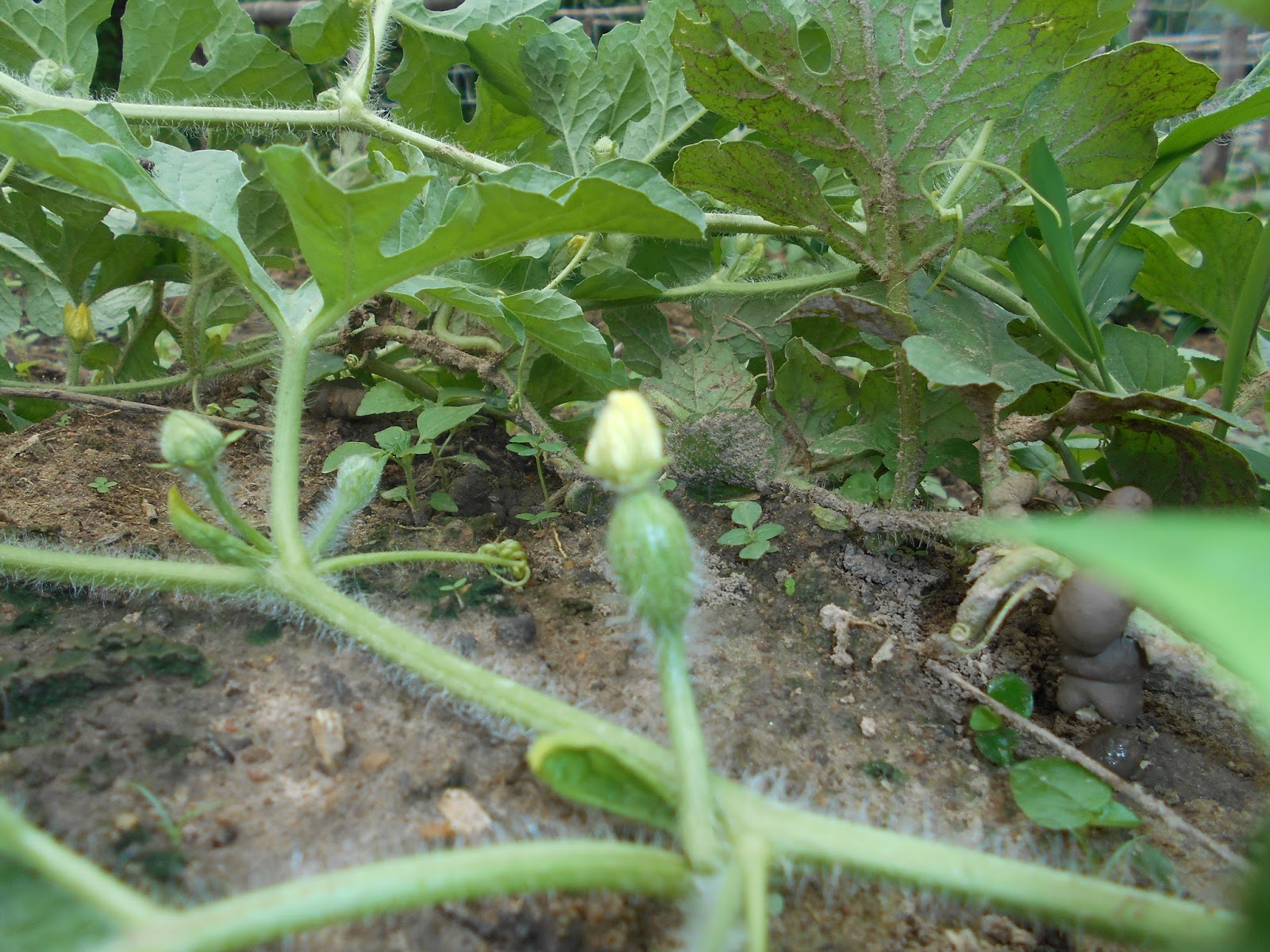 WHY YOUR WATERMELON FAILS TO FRUIT ADEQUATELY IN SPITE FLOWERING