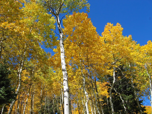 Why do leaves change color in the fall? Why do leaves change color in the fall?