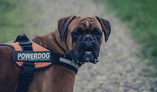choose a boxer dog that is considered an original