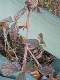 Wild Berries in Winter,  © B. Radisavljevic