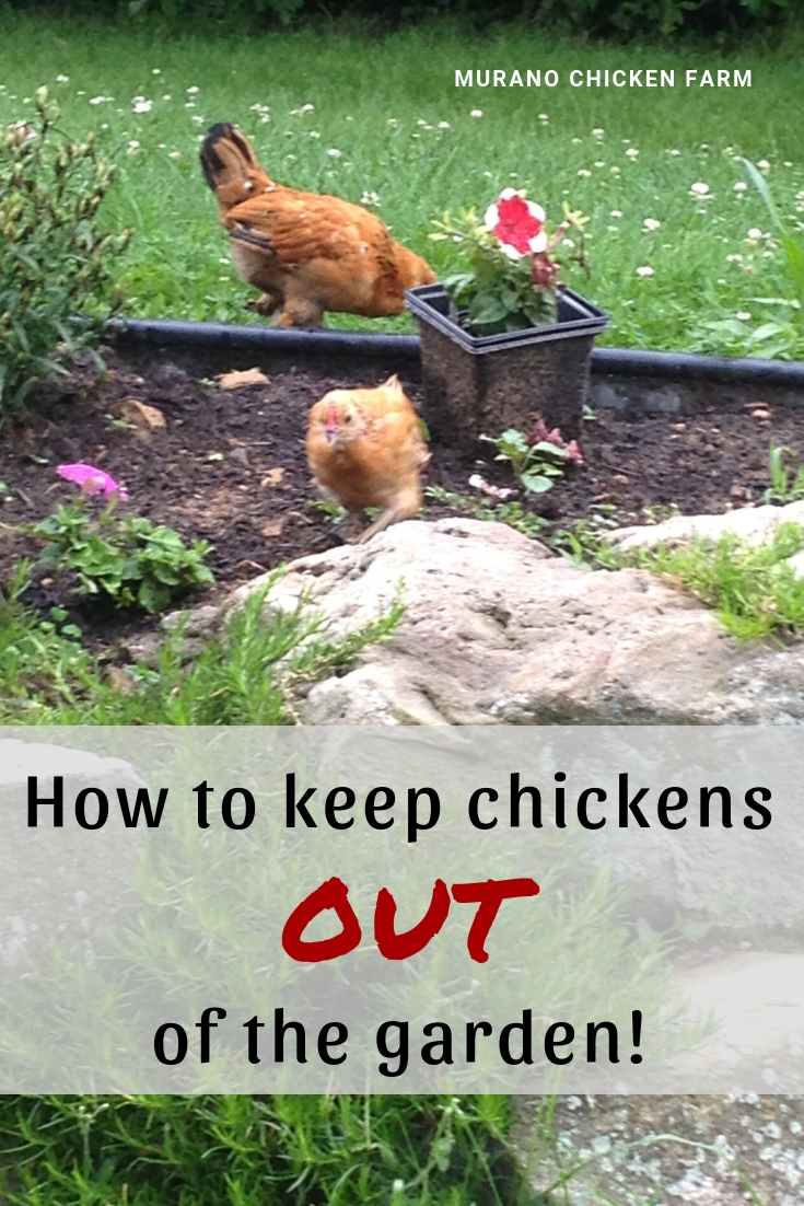How To Keep Chickens Out Of The Garden Murano Chicken Farm