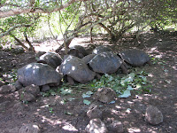 Small Tortoises at La Galapaguera, San Cristobal, Galapagos