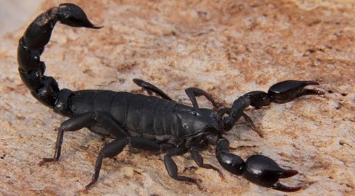 Escorpion: aracnidos y artropodos