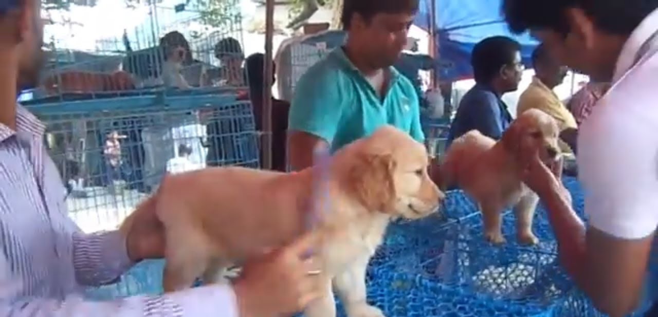 Kolkata; News n Stories Top dog breeds in India & Is Galiff street pet