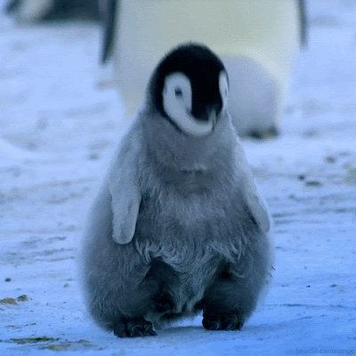 8. An emperor penguin chick calling for its parents