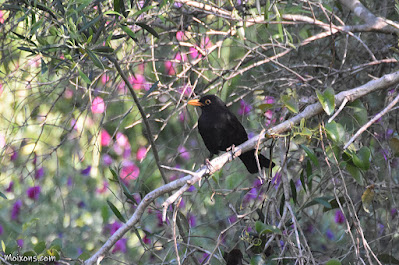 Merla (Turdus merula)