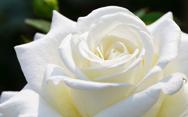Ý nghĩa hoa hồng trắng