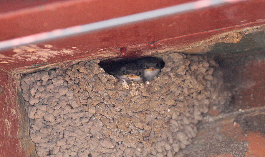 Simon and Karen Spavin House Martins