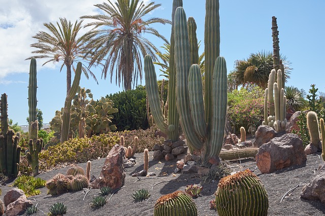 Contoh Tumbuhan Kaktus