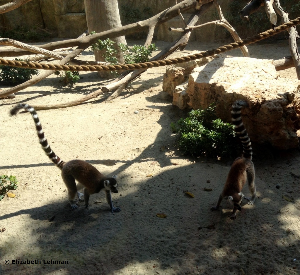 Exploring Cyprus Limassol Zoo