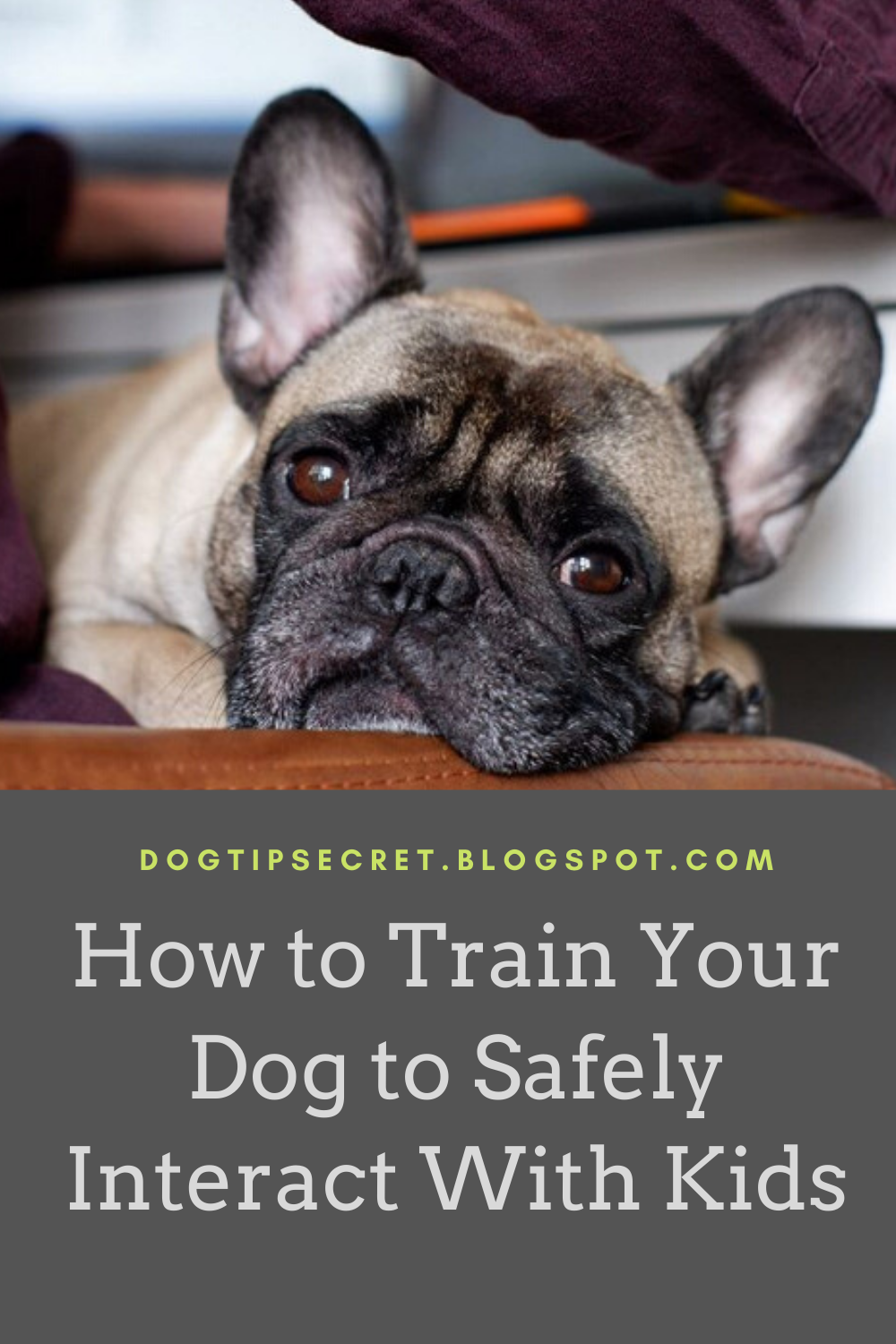 Dog Tips Secret How to Train Your Dog to Safely Interact With Kids