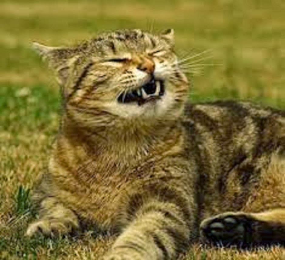 Homeopathic Pet Remedies My Cat Keeps Sneezing What To Do When You Homeopathic Pet Remedies My Cat Keeps Sneezing What To Do When You