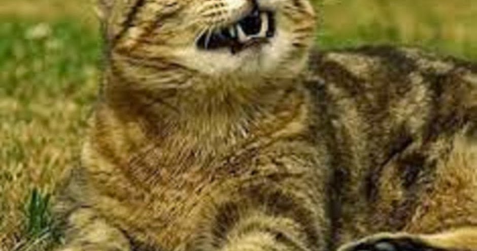 Homeopathic Pet Remedies My Cat Keeps Sneezing What To Do When You Homeopathic Pet Remedies My Cat Keeps Sneezing What To Do When You