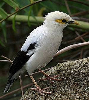 AgungBackPakcer Burung Indonesia 4