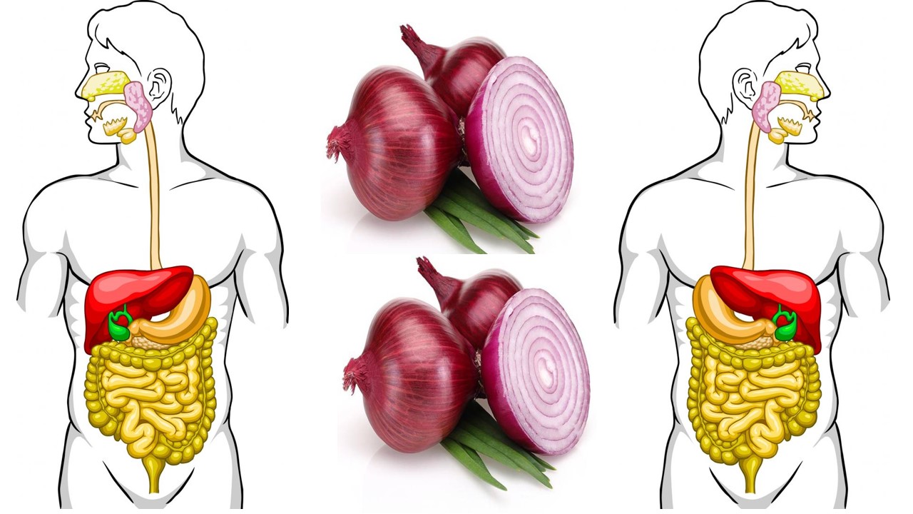 Health Benefits of Onion for Digest