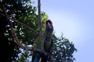 Green Parrot Great Green Macaw Or The Great Military Macaw At Bali Bird Park Gianyar Bali