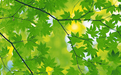 background blurred website leaves blur using photoshop foliage colored results pretty