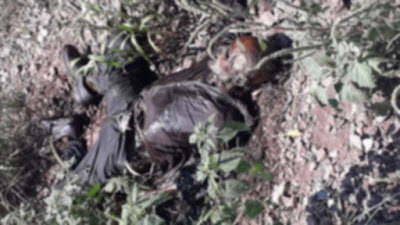 Encuentran el cadáver de un hombre junto a las vías del ferrocarril frente a Plaza Sendero en Cajeme 