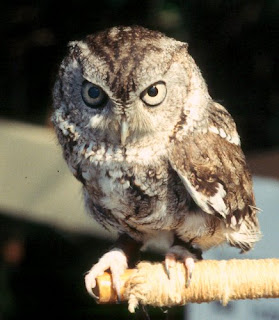 but cartoon owls are so cute, aren't they? :)